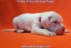 Small Photo #209 Dogo Argentino Puppy For Sale in PINEVILLE, MO, USA