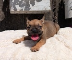 Small Photo #4 French Bulldog Puppy For Sale in GOSHEN, IN, USA