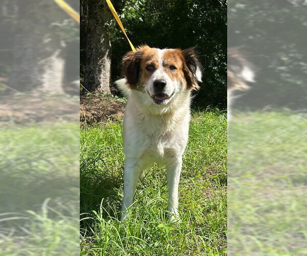 Medium Photo #1 Australian Shepherd-Unknown Mix Puppy For Sale in Wetumpka, AL, USA