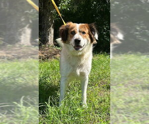 Australian Shepherd-Unknown Mix Dogs for adoption in Wetumpka, AL, USA
