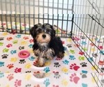 Small #8 Yorkshire Terrier