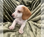 Small #2 Dachshund
