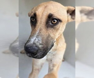 Black Mouth Cur-Unknown Mix Dogs for adoption in Houston, TX, USA