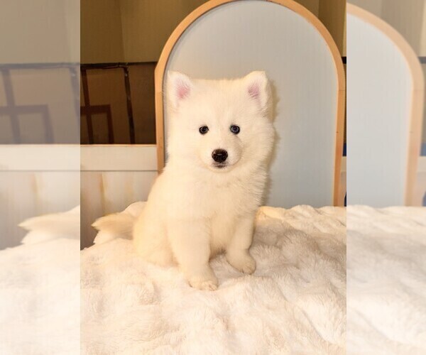 Medium Photo #1 Pomsky Puppy For Sale in LINCOLN, NE, USA