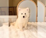 Image preview for Ad Listing. Nickname: Apollo