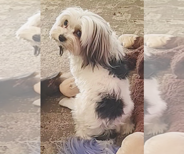 Medium Photo #5 Biewer Terrier-Pomeranian Mix Puppy For Sale in ESTILL SPRINGS, TN, USA