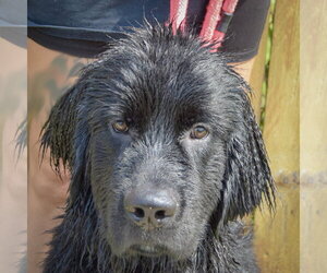 Tank - Male Mutt Dog for Adoption - Photo #5