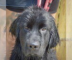 Small Photo #5 Mutt Puppy For Sale in Huntley, IL, USA