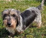 Small #8 Dachshund