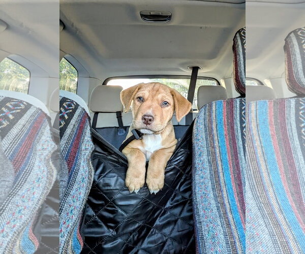 Medium Photo #1 Labrador Retriever-Unknown Mix Puppy For Sale in Sandy, UT, USA