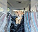 Fox Mulder - Male Labrador Retriever-Unknown Mix Dog for Adoption - Small photo