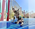 Small French Bulldog
