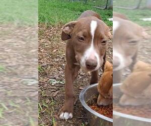 Labrador Retriever-Unknown Mix Dogs for adoption in San Antonio, TX, USA