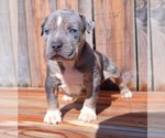 Small Photo #4 American Bully Puppy For Sale in LOS ANGELES, CA, USA