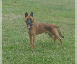 Mutt Dogs for adoption in Stevens Point, WI, USA