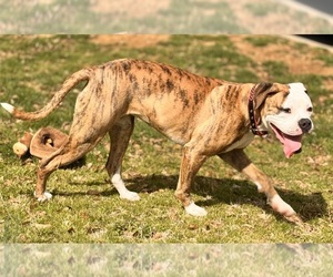 Mother of the American Bulldog puppies born on 04/15/2026