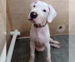 Small #13 Dogo Argentino