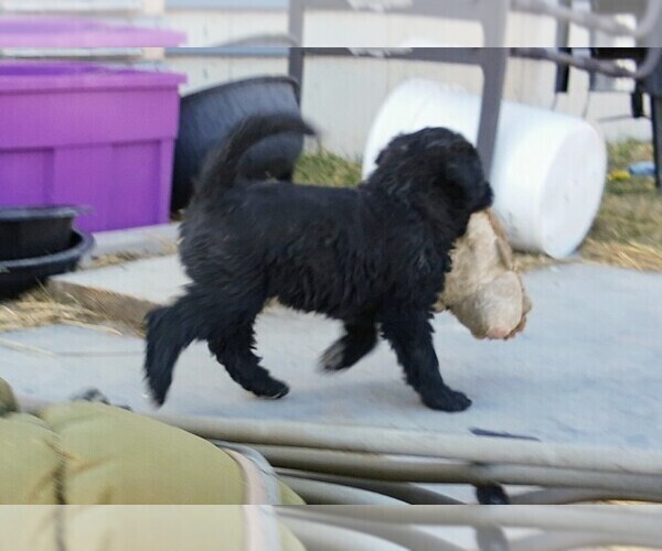Medium Photo #19 Shepadoodle Puppy For Sale in FOUNTAIN, CO, USA
