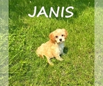 Image preview for Ad Listing. Nickname: Janis