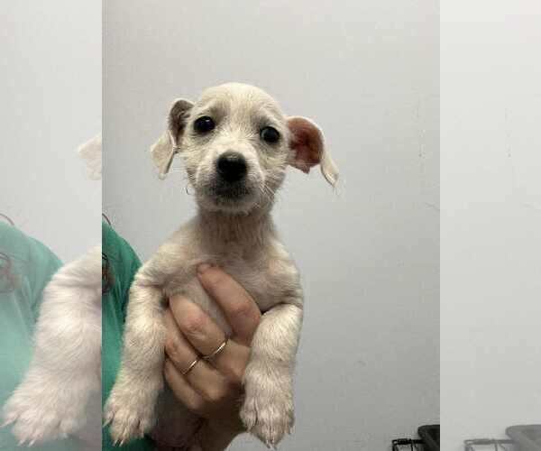 Medium Photo #5 Mutt Puppy For Sale in Holly Springs, NC, USA