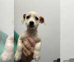 Small #4 Mutt