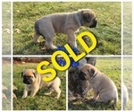 Small Photo #8 Bullmastiff Puppy For Sale in GRAND DETOUR, IL, USA