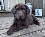 Puppy Choco Taco German Shorthaired Lab