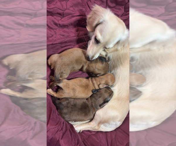 Medium Photo #1 Dachshund Puppy For Sale in LIVINGSTON, LA, USA