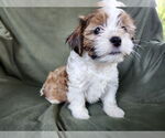 Small #1 Maltese-Poodle (Toy) Mix