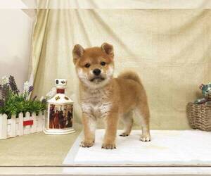 Shiba Inu Puppy for sale in HOUSTON, TX, USA