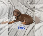 Small #8 Doberman Pinscher