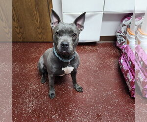 Mutt Dogs for adoption in Fargo, ND, USA