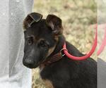 Small #3 German Shepherd Dog Mix
