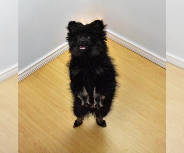 Medium Photo #4 Pomeranian Puppy For Sale in PHILADELPHIA, PA, USA