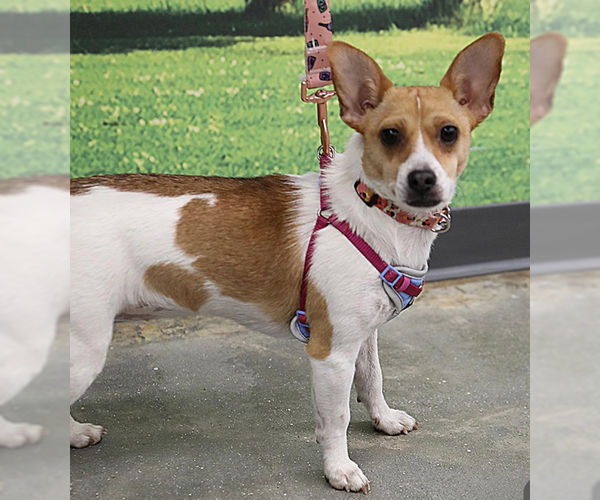 Medium Photo #2 Jack Chi Puppy For Sale in Decatur, GA, USA