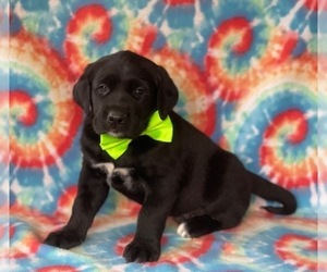 Labrador Retriever-Saint Bernard Mix Puppy for sale in LANCASTER, PA, USA