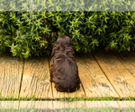 Small #31 Cocker Spaniel