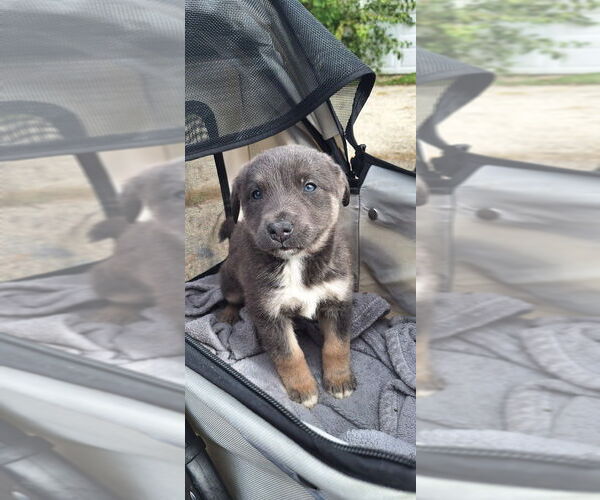 Medium Photo #1 Labrador Retriever-Unknown Mix Puppy For Sale in Aurora, IN, USA