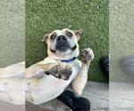 Small Boxer Mix