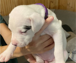 Puppy Puppy 2 Dogo Argentino