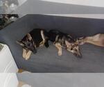 Small Photo #2 German Shepherd Dog Puppy For Sale in MECHANICSVILLE, VA, USA