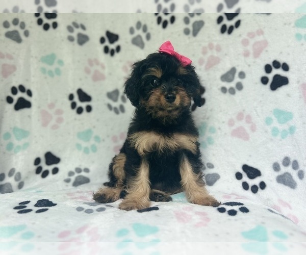Medium Photo #3 Cavapoo Puppy For Sale in LAKELAND, FL, USA
