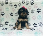 Small #2 Cavapoo