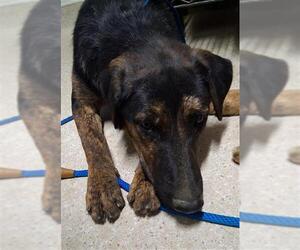 German Shepherd Dog Dogs for adoption in Bakersfield, CA, USA