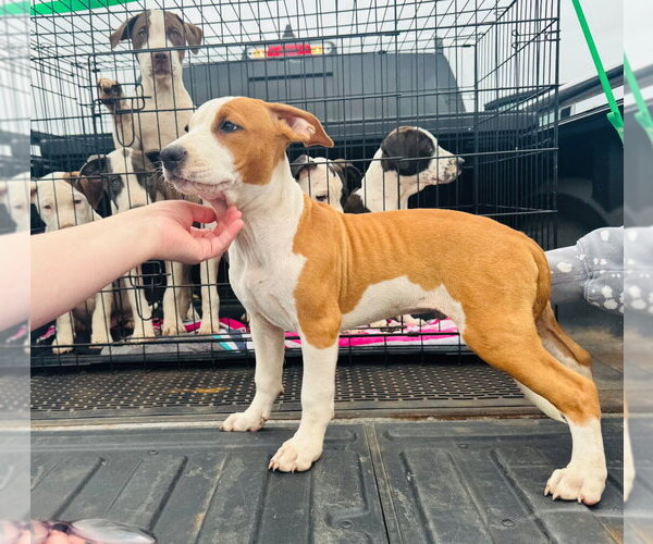 Medium Photo #2 Mutt Puppy For Sale in Claremore, OK, USA