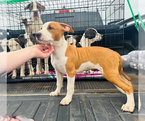 Phantom - Male Mutt Dog for Adoption - Photo #2