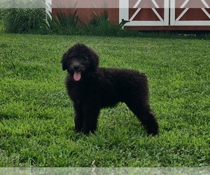 Poodle (Standard) Puppy for Sale in COUCH, Missouri USA