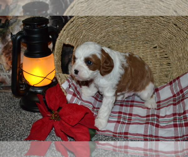 Medium Photo #3 Cavapoo (Miniature) Puppy For Sale in GREENWOOD, WI, USA