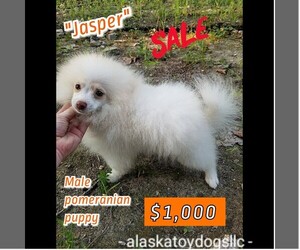 Pomeranian Puppy for sale in MOUNTAIN HOME, AR, USA