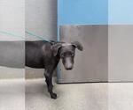 Small Weimaraner Mix